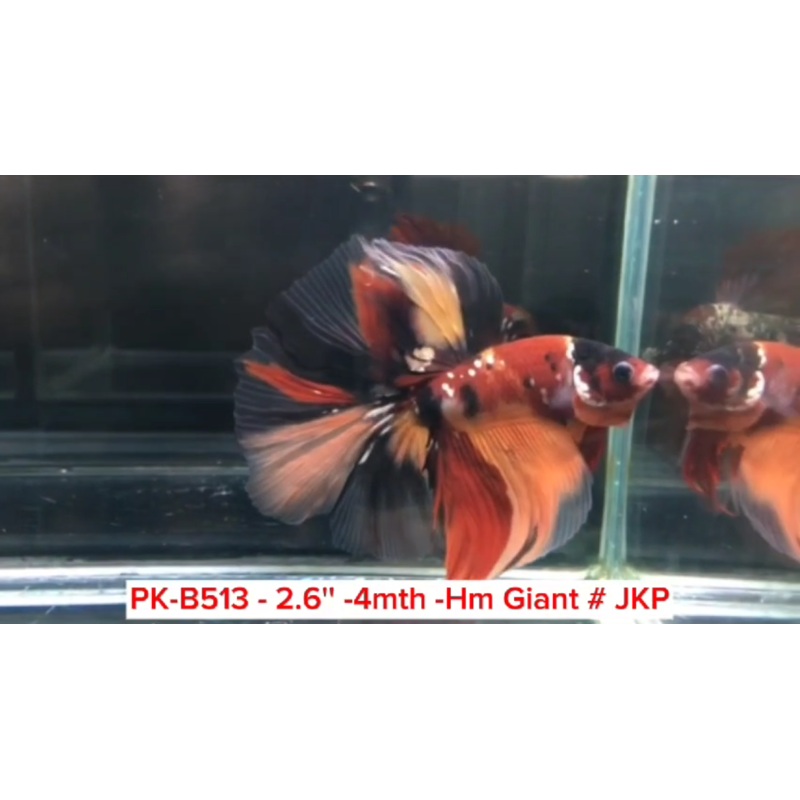 (PK-B513) Giant Candy Nemo Galaxy Halfmoon Male Betta