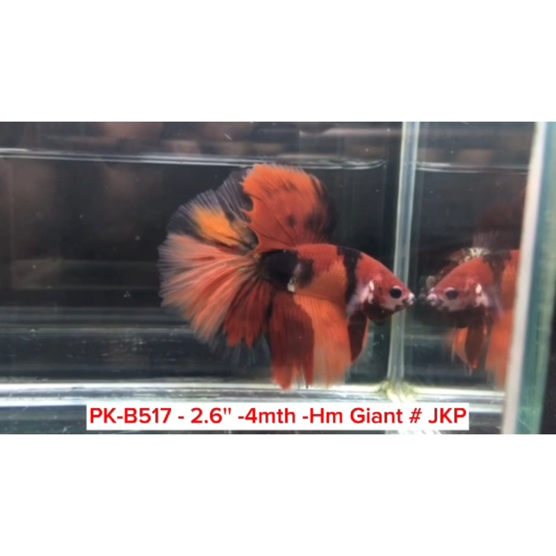 (PK-B517) Giant Candy Nemo Galaxy Halfmoon Male Betta