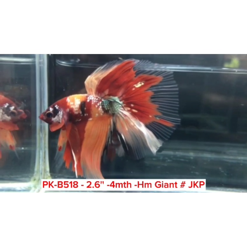 (PK-B518) Giant Candy Nemo Galaxy Halfmoon Male Betta