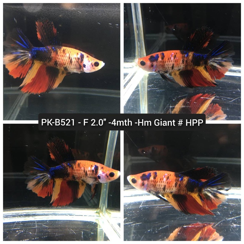 (PK-B521) Giant Candy Nemo Galaxy Halfmoon Female Betta