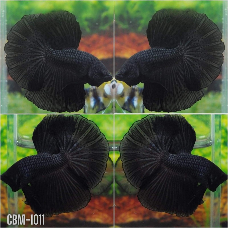 Super Black Halfmoon  Male Betta (CBM-1011 GROUP) Our Choice BUY 4 GET 1 FREE MIX & MATCH