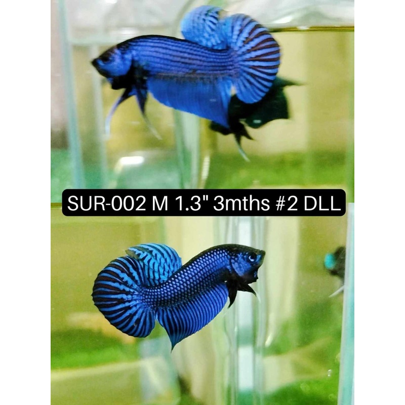 (SUR-002) High Grade Alien Blue Male Betta