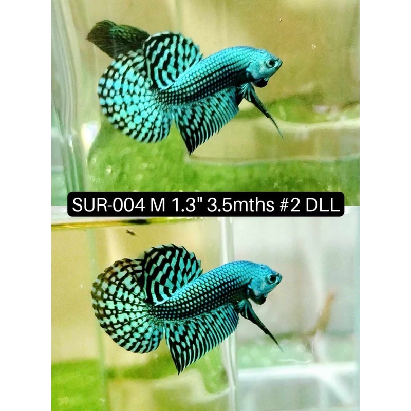 (SUR-004) High Grade Alien Turquoise Male Betta
