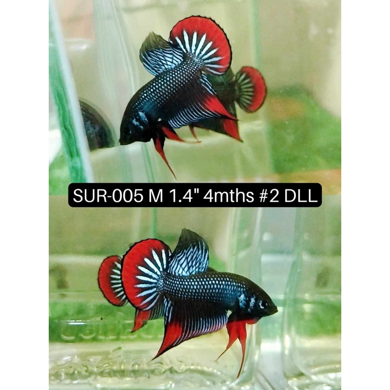 (SUR-005) High Grade Imbellis Gray Plakat Male Betta