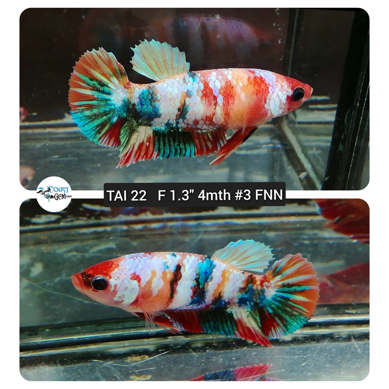 (TAI-22) Nemo Fancy Plakat Female Betta