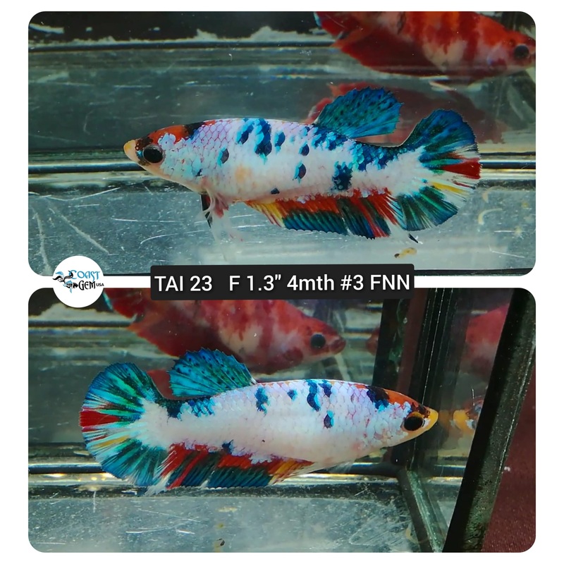 (TAI-23) Candy Fancy Plakat Female Betta