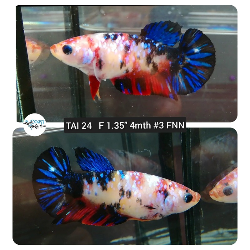 (TAI-24) Blue Koi Galaxy Plakat Female Betta