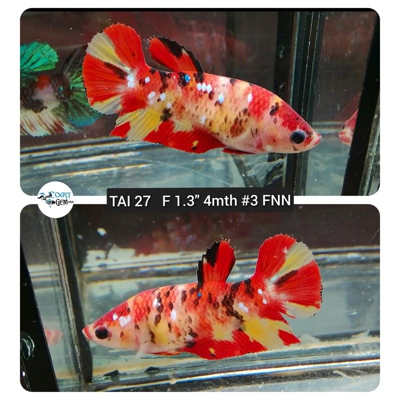 (TAI-27) Fire Nemo Galaxy Plakat Female Betta