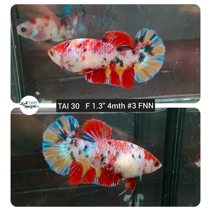 (TAI-30) Fancy Copper Nemo Plakat Female Betta