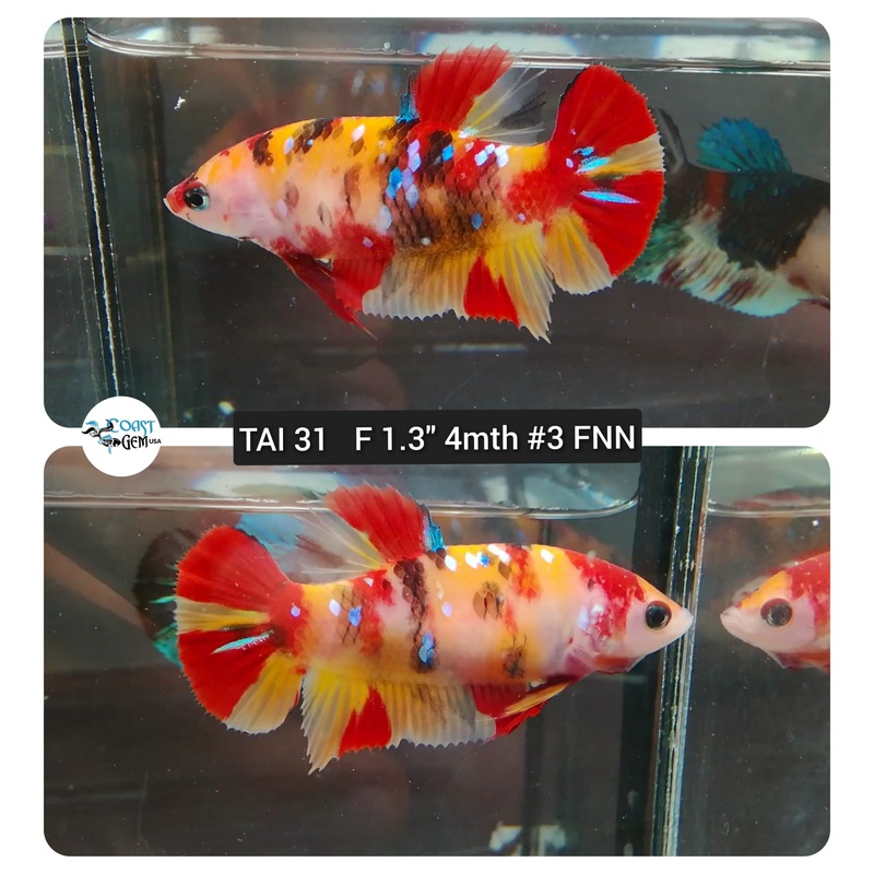 (TAI-31) Nemo Galaxy Plakat Female Betta