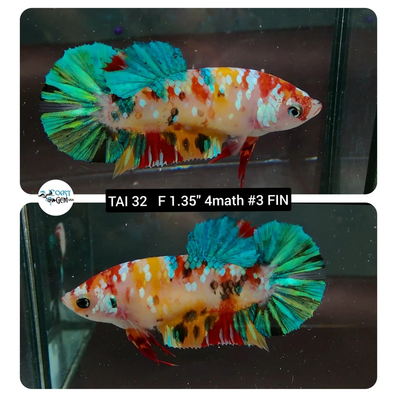 (TAI-32) Nemo Fancy Plakat Female Betta