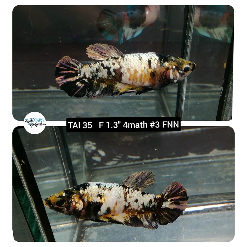 (TAI-35) Black Yellow Copper Plakat Female Betta