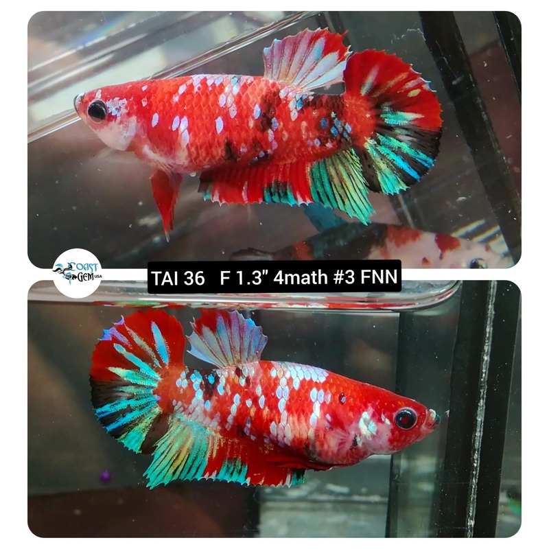 (TAI-36) Red Galaxy Fancy Plakat Female Betta