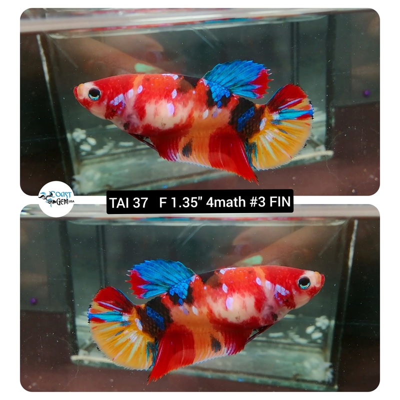 (TAI-37) Red Galaxy Plakat Female Betta
