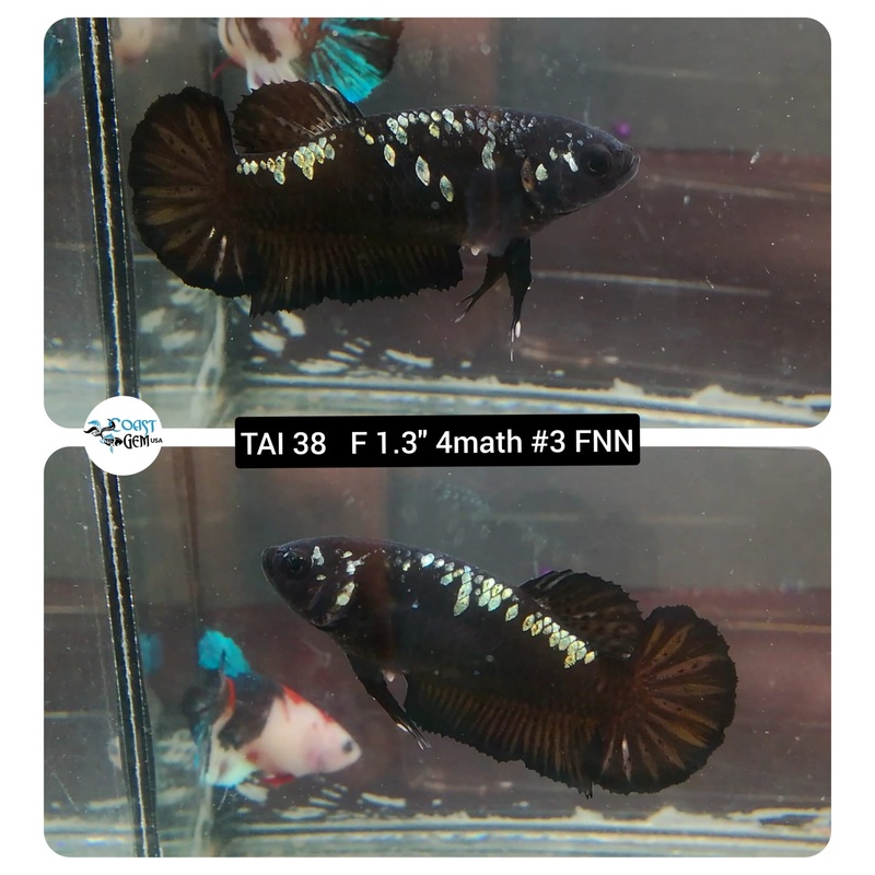 (TAI-38) Black Mamba Plakat Female Betta