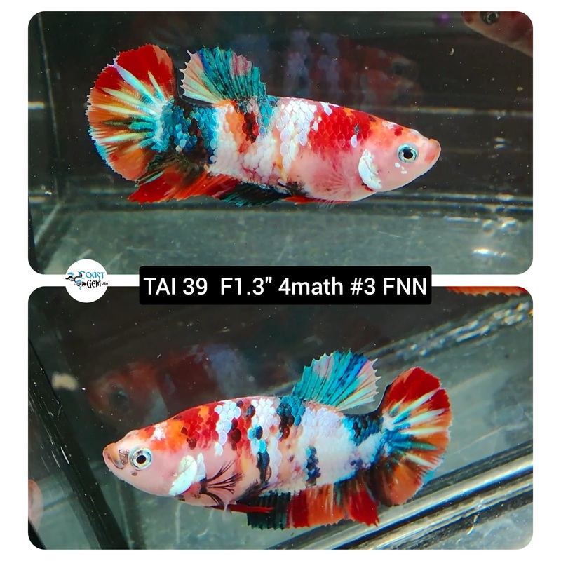 (TAI-39) Nemo Galaxy Fancy Plakat Female Betta