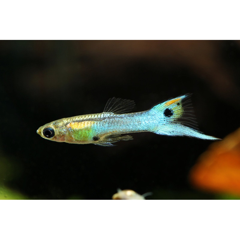 Thai Blue Endler Guppy MALE (5 Fish Pack)(CGP-000)