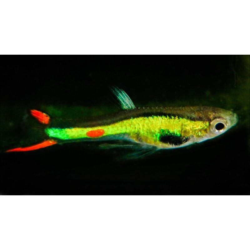 Thai Green Laser Endler Guppy MALE (5 Fish Pack)(CGP-000)