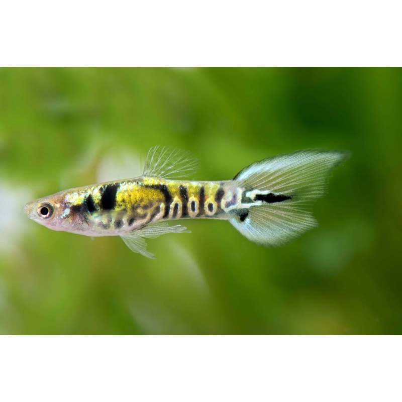 Thai Yellow Tiger Endler Guppy MALE (5 Fish Pack)(CGP-000)