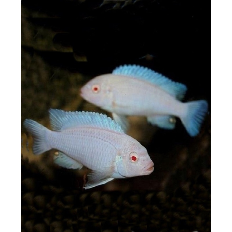 (TROP-008)O-2 Snow White Cichlid (Pseudotropheus Socolofi "Albino") #8