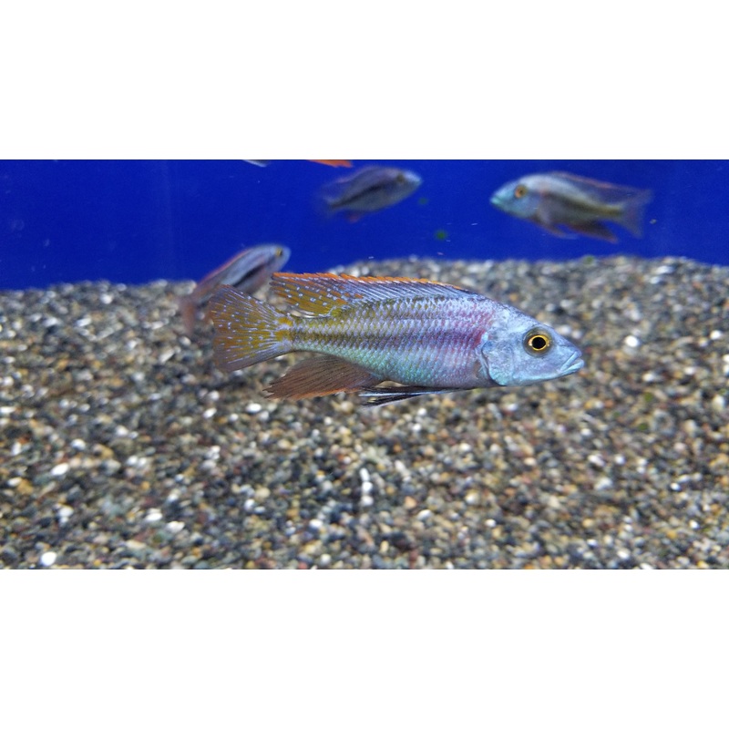 (TROP-016)Malawi Thick Lips Cichlid  (Chilotilapia Euchilus) #16