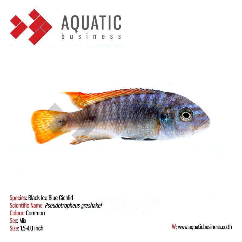 (TROP-017)Black Ice Blue Cichlid  (Pseudotropheus Greshakei) #17