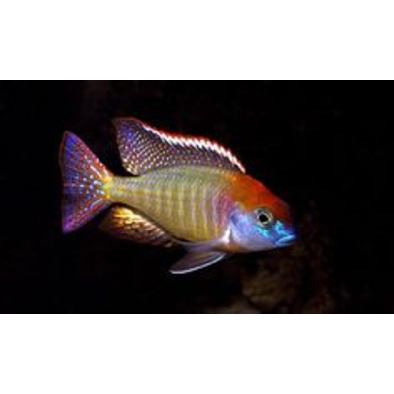 (TROP-022)Red Cap Cichlid  (Lenthrinops Sp. Red Cap) #22