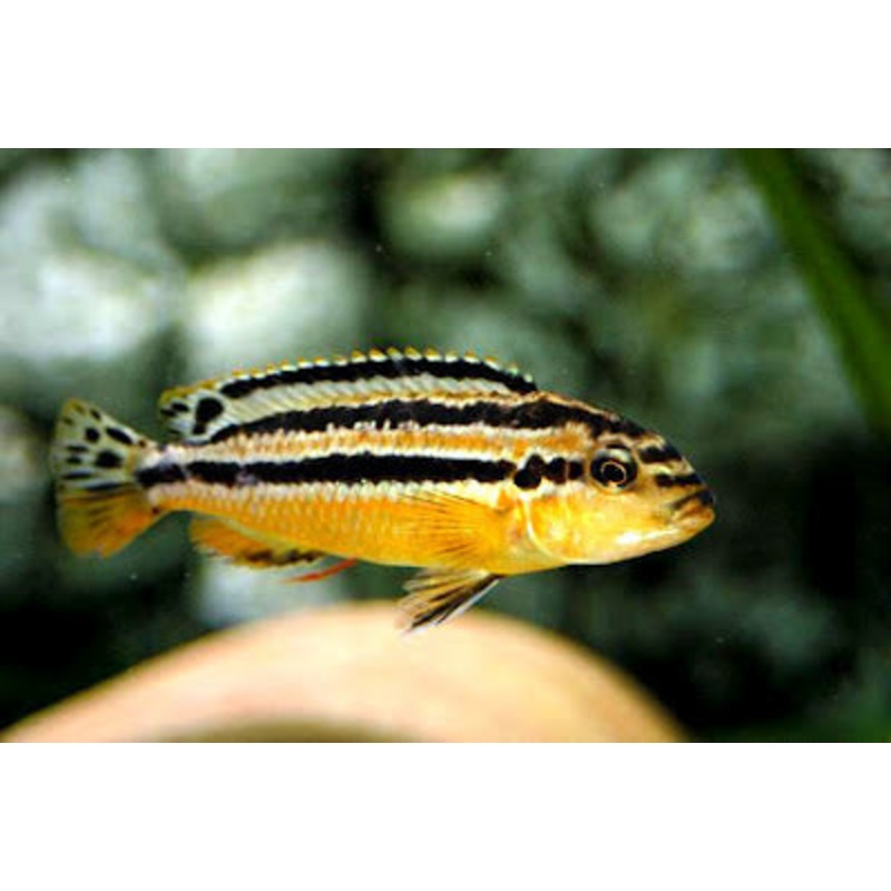 (TROP-023)Malawi Golden Cichlid  (Melanochromis Auratus) #23