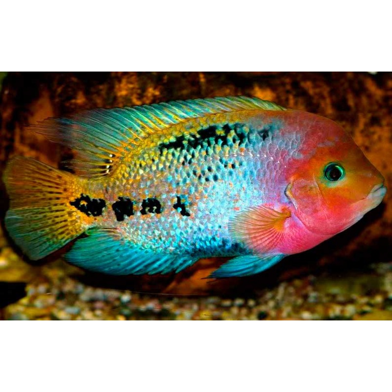 Vieja Melanurus, QUETZAL CICHLID (PARATHRAPS SYNSPILUM) (CHD-142)