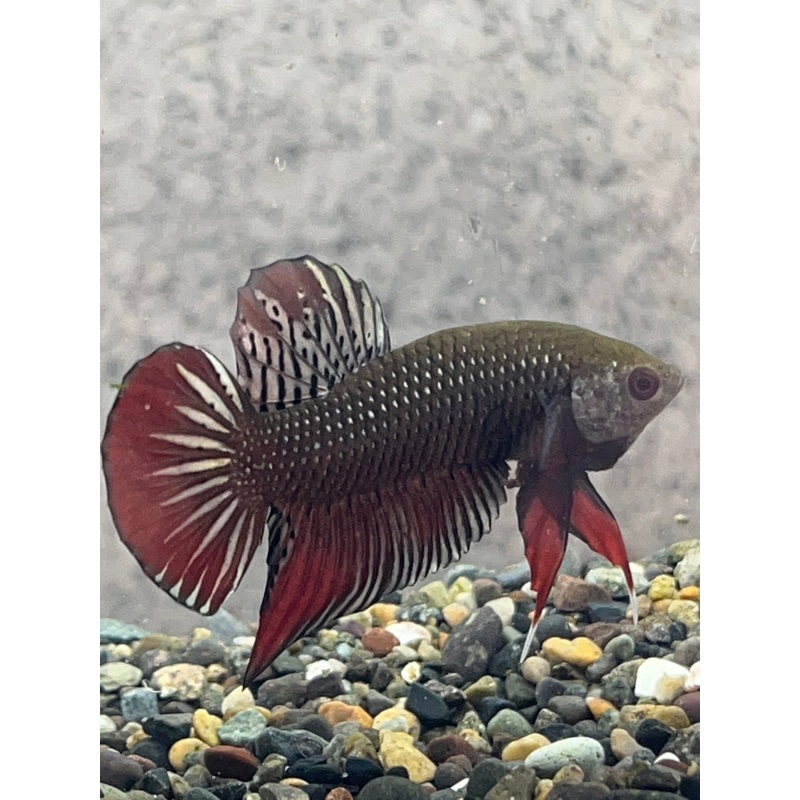 (WB-02) Copper Imbellis Wild Betta Male