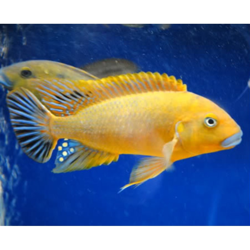 WILLIAMSI MAKONDE BLUE LIPS (PSEUDITROOHEUS SP. ''WILLIAMSI NORTH'')(CHD-152)