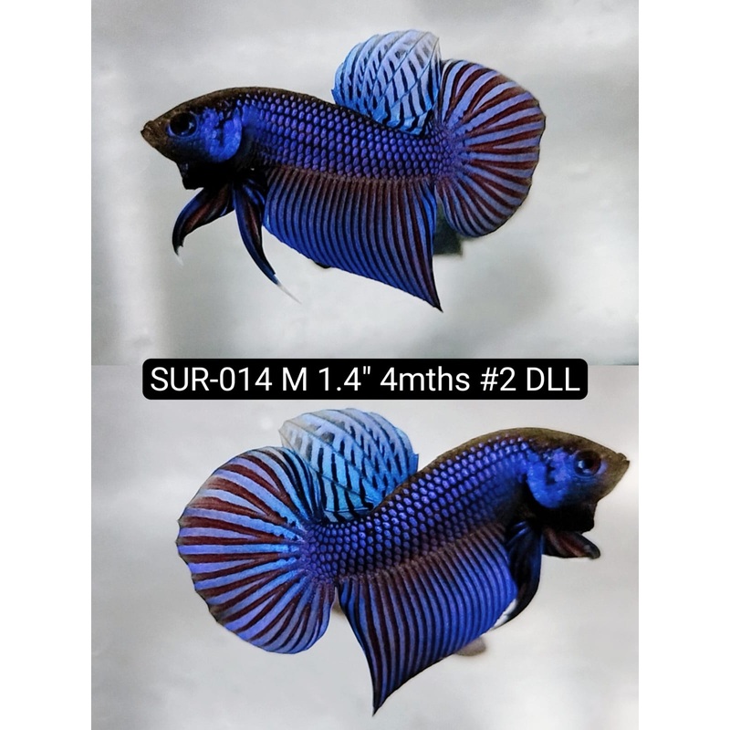 X Betta Male High Grade Mahachai Blue (SUR-014) What you see is what you get!