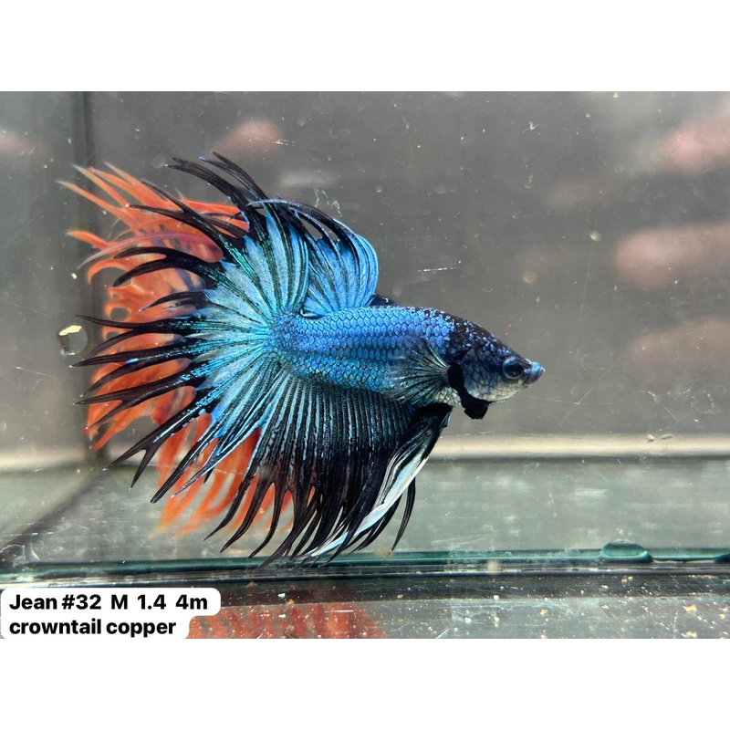 x(JEAN-32) Blue Black Butterfly Double Ray Crowntail Male Betta