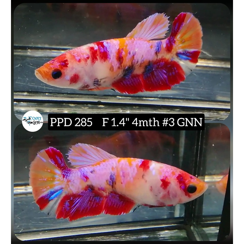X Live Betta Fish Female Plakat Candy Nemo (PPD-285)