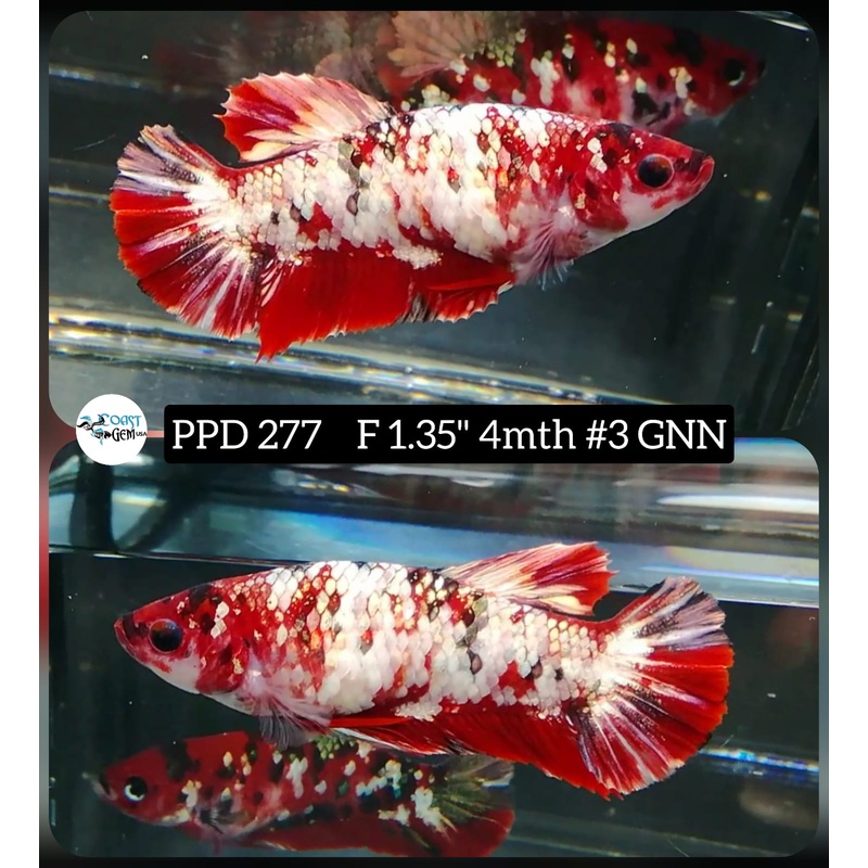 X Live Betta Fish Female Plakat Red Koi (PPD-277)