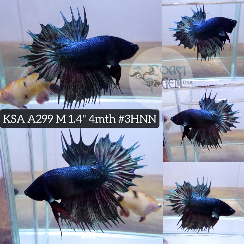 X Live Male Betta Copper Solid Crowntail Plakad High Quality Grade (KSA-A299) What you see What you get
