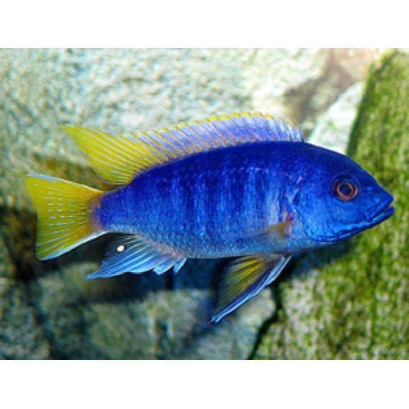 Yellow Tail Acei Cichlid  (Pseudotropheus Sp. Acei)(CHD-154)