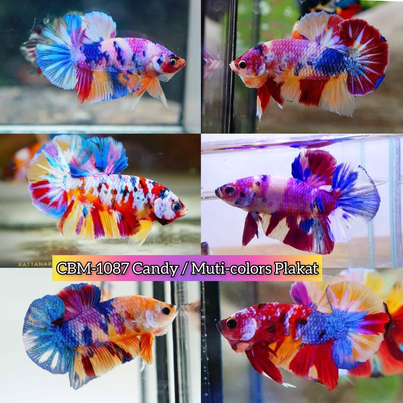 CANDY/MULTI COLOR KOI PLAKAT MALE BETTA (CBM-1087)** Our Choice BUY 4 GET 1 FREE MIX & MATCH