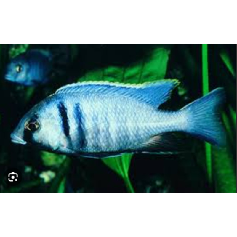 Deep Water Hap Cichlid (Placidochromis Electra)(CHD-141)