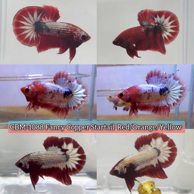FANCY COPPER RED/ORANGE/YELLOW STARTAIL PLAKAT MALE BETTA (CBM-1088)** Our Choice BUY 4 GET 1 FREE MIX & MATCH