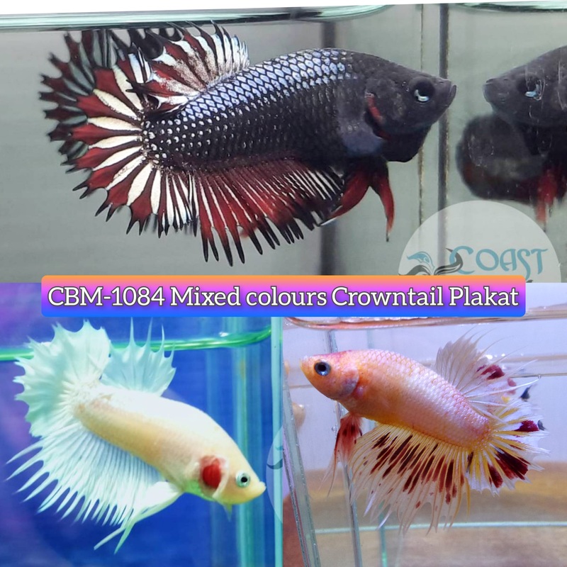 FANCY MIXED COLOR CROWNTAIL PLAKAT MALE BETTA (CBM-1084)** Our Choice BUY 4 GET 1 FREE MIX & MATCH
