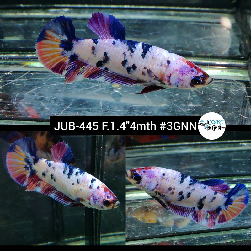 H Live Female Betta Candy dot Plakat (JUB-445) High quality what you see what you get!