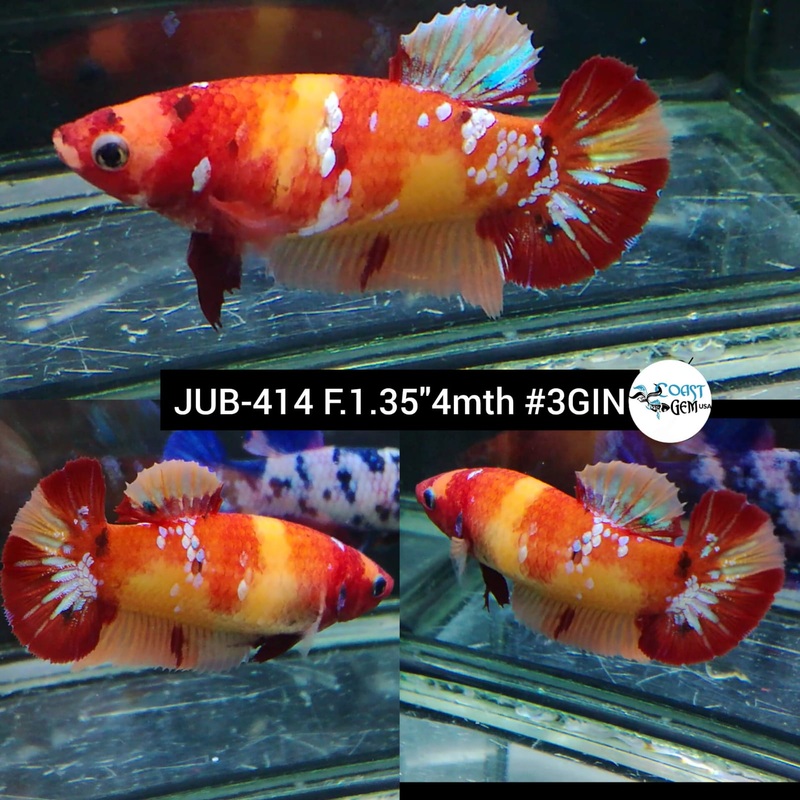 H Live Female Betta Classic Nemo Koi Yellow base High Quality Plakat (JUB-414) What you see What you get!