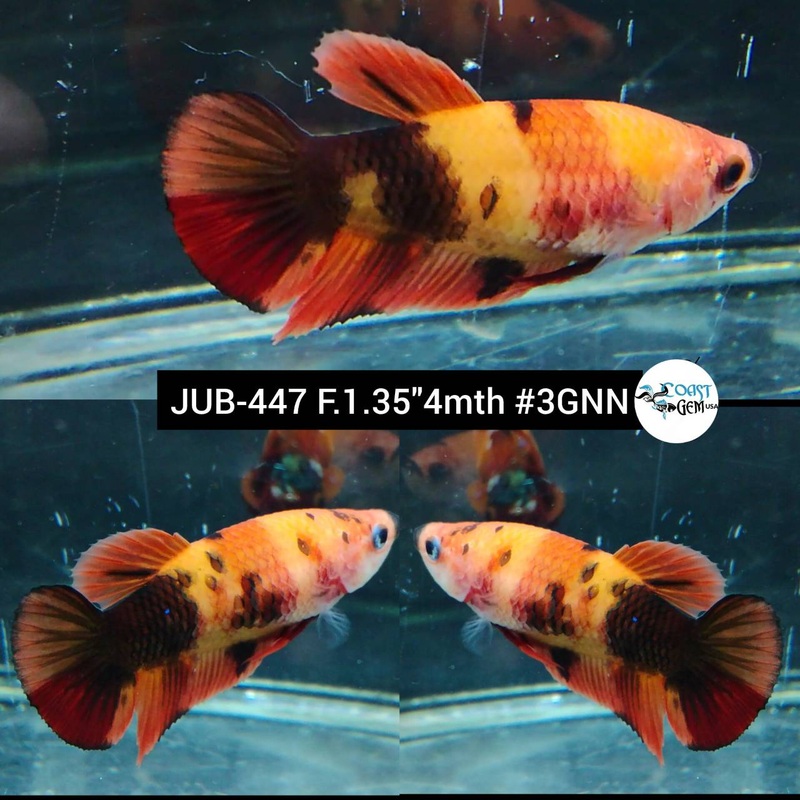 H Live Female Betta Classic Nemo Plakat (JUB-447) High quality what you see what you get!