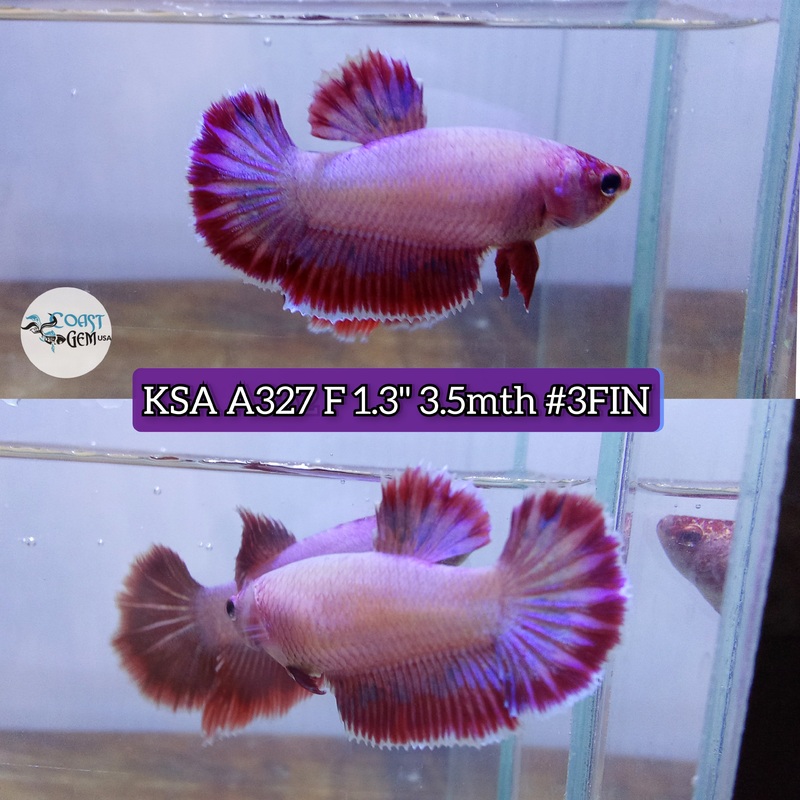 H Live Female Betta Pink Lavender Colors Halfmoon (KSA-A327) What you see what you get!