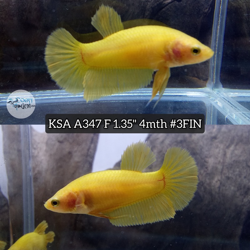 H Live Female Betta Yellow Solid color Plakat High quality (KSA-A347) What you see what you get!