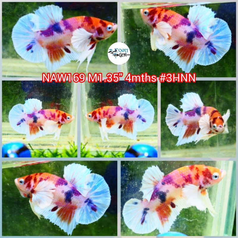 H Live Male Betta Candy Dumbo Big ear Plakat (NAW-169) High quality what you see what you get!