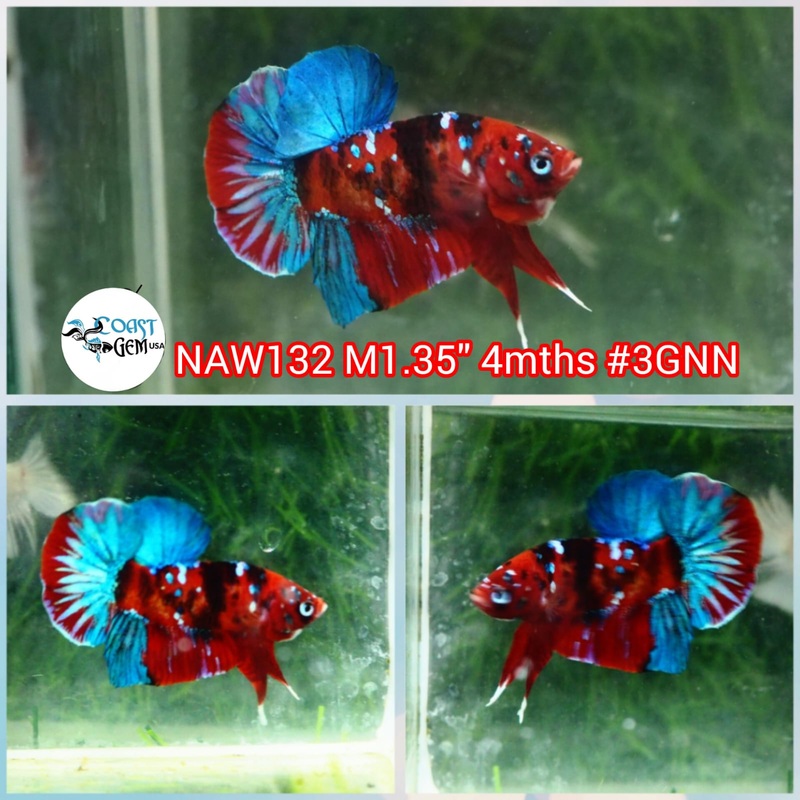 H Live Male Betta Red Galaxy Koi Plakat (NAW-132) what you see what you get!