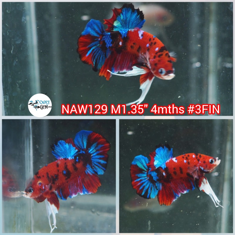 H Live Male Betta Red Koi Plakat (NAW-129) What you see What you get!