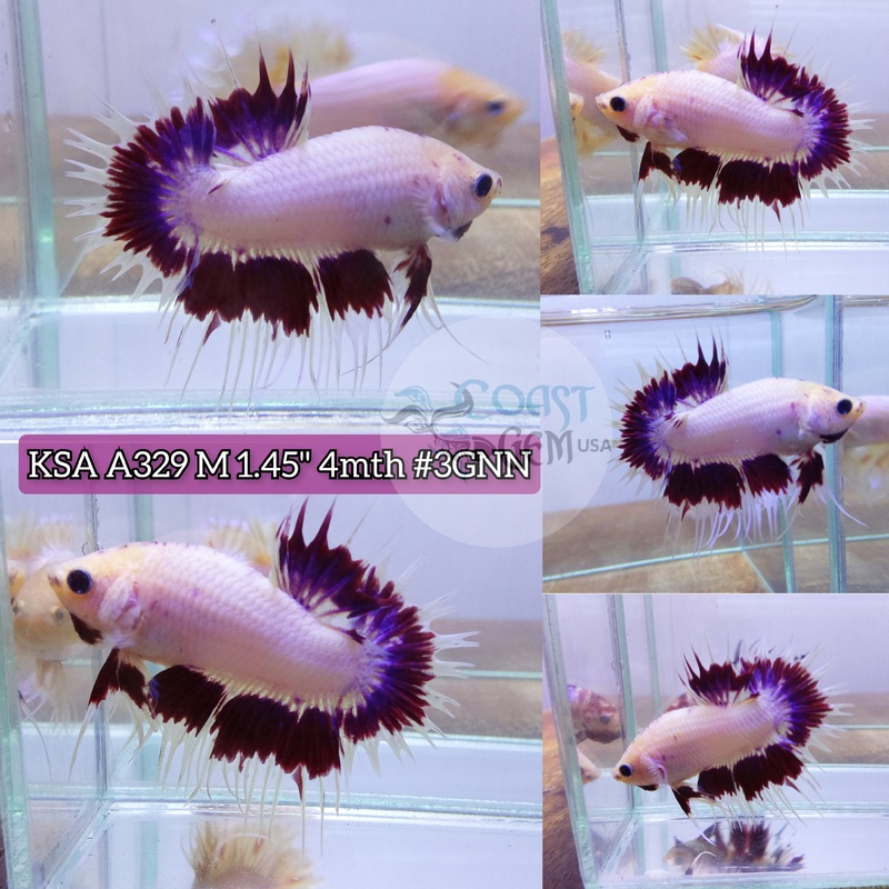 H Live Male Betta Violet Butterfly Crowntail Plakat High quality (KSA-A329) what you see what you get!